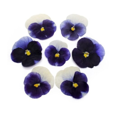 Виола обезвоженная Magic blue - мини Волшебный синий 5 шт