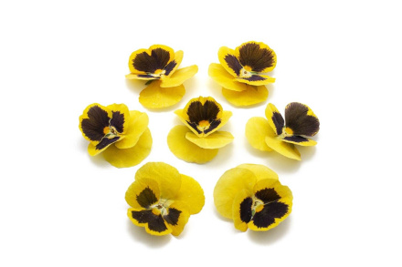 Виола обезвоженная Yellow Tiger - Желтый тигр 5 шт