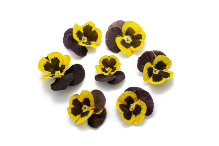 Виола обезвоженная Black lemon - Черный лимон 5 шт