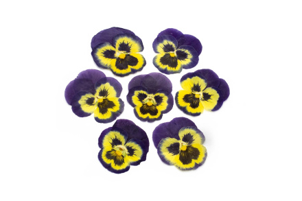 Виола обезвоженная Northern butterfly - Северная бабочка 5 шт