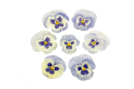 Виола обезвоженная Ice tale - Ледяная сказка 5 шт