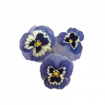 Виола обезвоженная Lilac fog - Сиреневый туман 5 шт