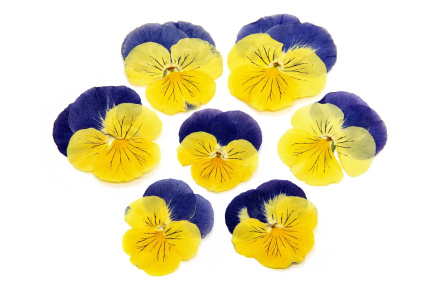 Виола обезвоженная Cat's eyes - Глаза кошки 5 шт